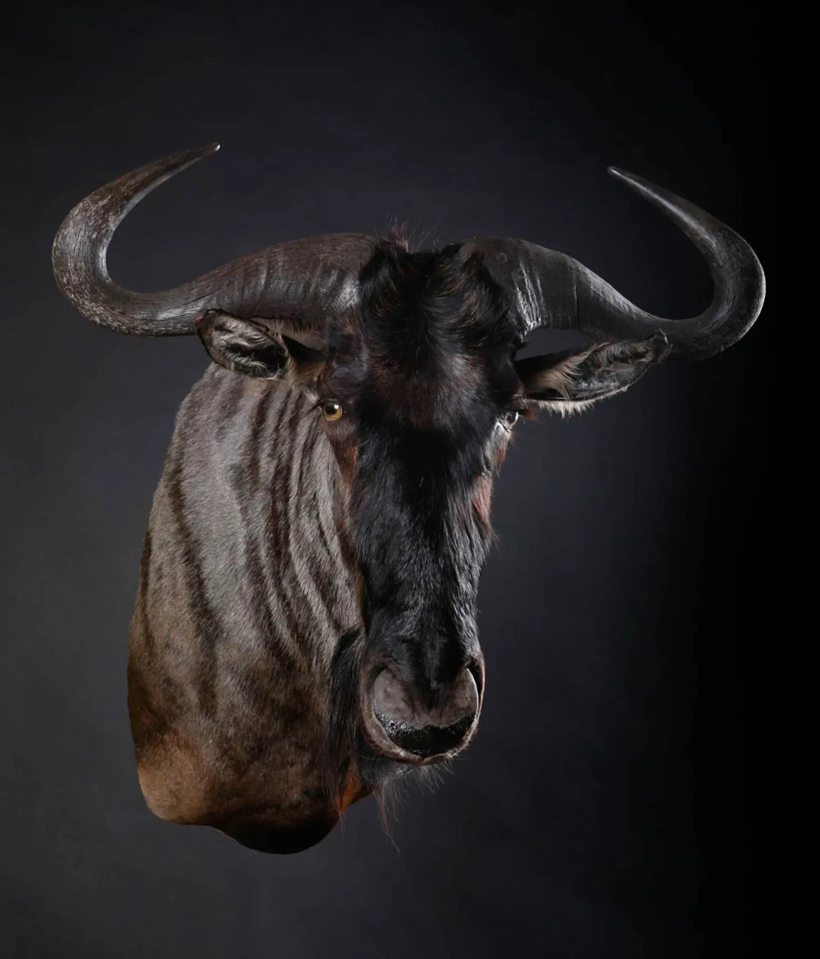 B wildebeest Shoulder Shoulder Mount — Highveld Taxidermists